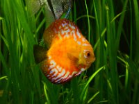 Andy - Pairi Daiza (52)
