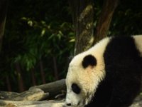 Andy - Pairi Daiza (96)